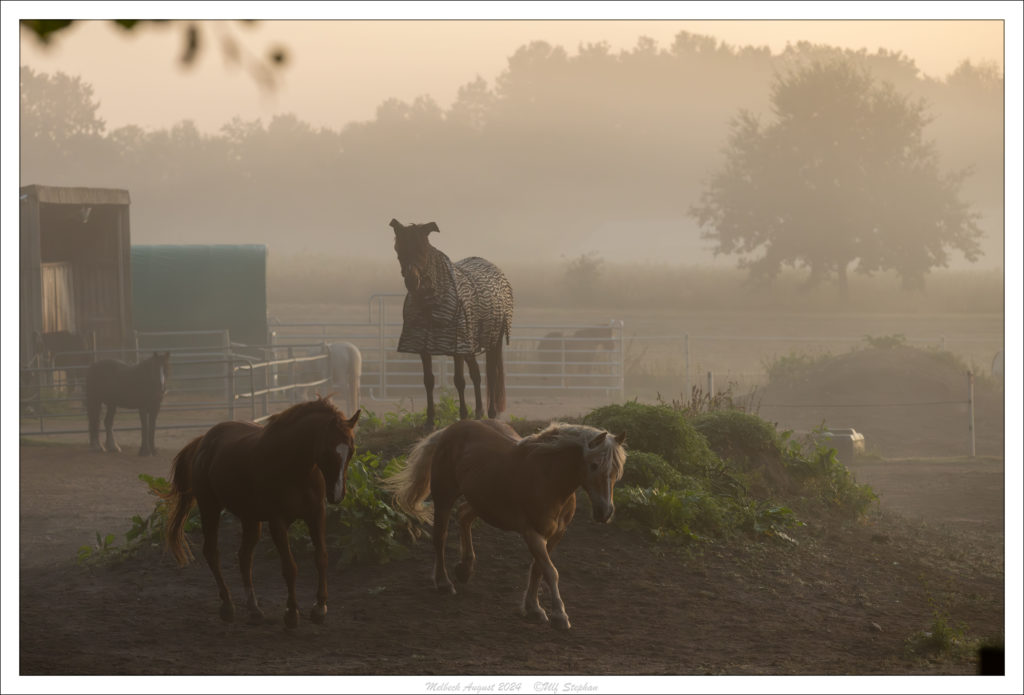 Sonnenaufgang am Trail des Hof Drewes
