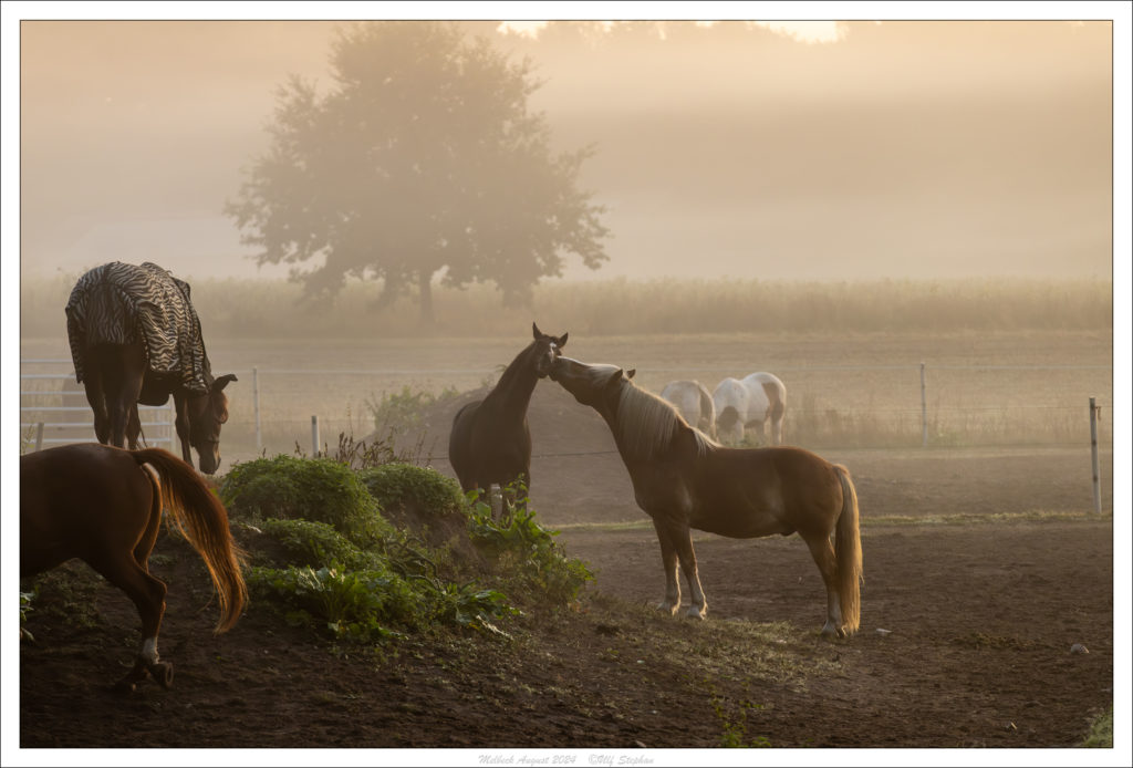 Sonnenaufgang am Trail des Hof Drewes
