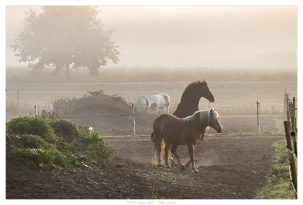 Sonnenaufgang am Trail des Hof Drewes