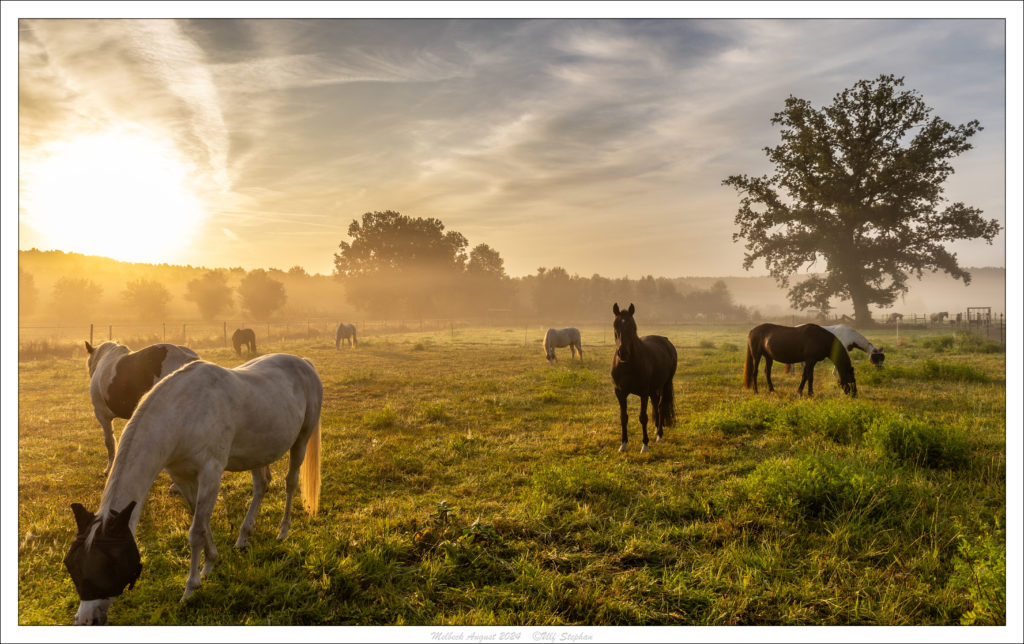 Sonnenaufgang am Trail des Hof Drewes